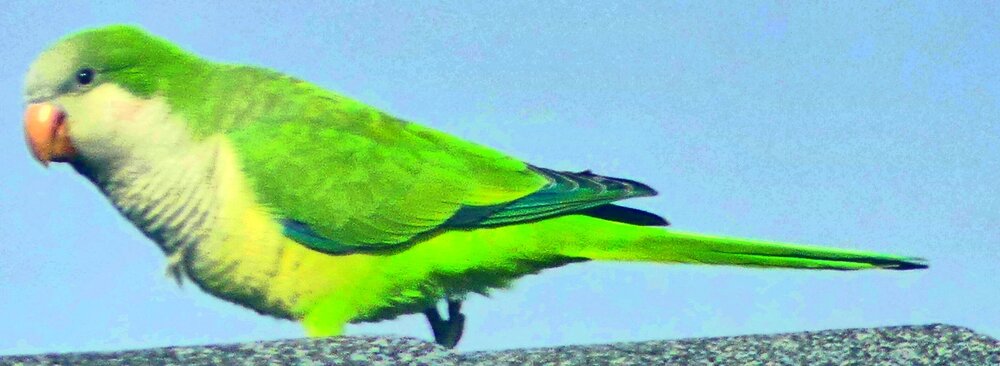 P1020168dehazeclarityfullsatpop2crop.jpg