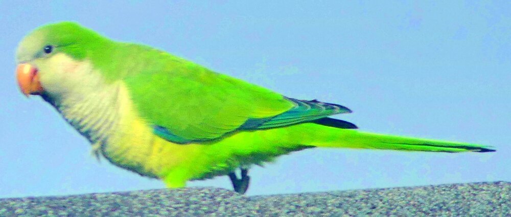 P1020168dehazefullsatpop2crop.jpg