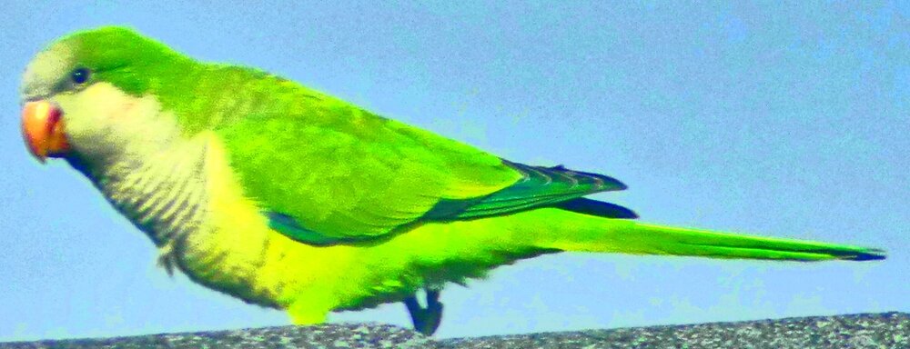 P1020169dehazeclarityfullsatpop1crop.jpg