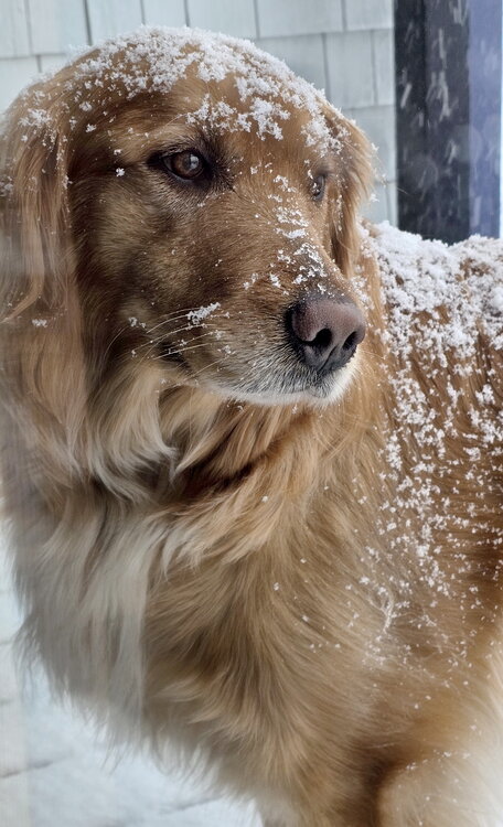 Copper face snow.jpg