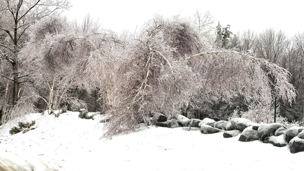 birch destroyer.jpg