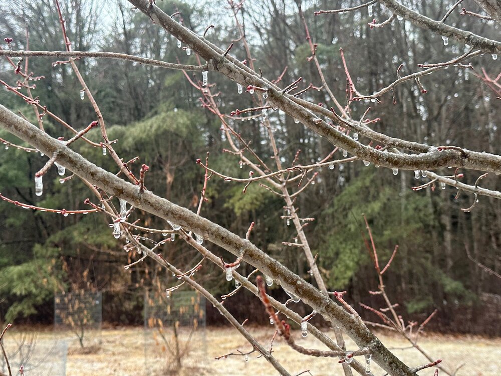IMG_2149.jpeg