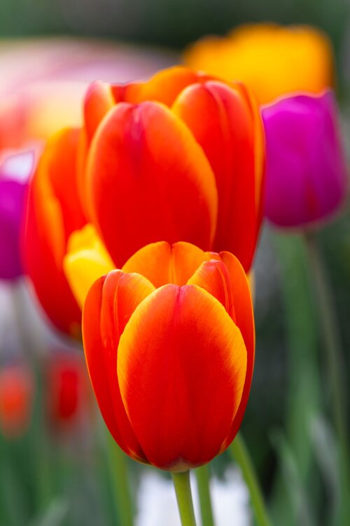 Tulips1.thumb.jpg.13c7955f465e38a94c1a52d33c8fcfed.jpg