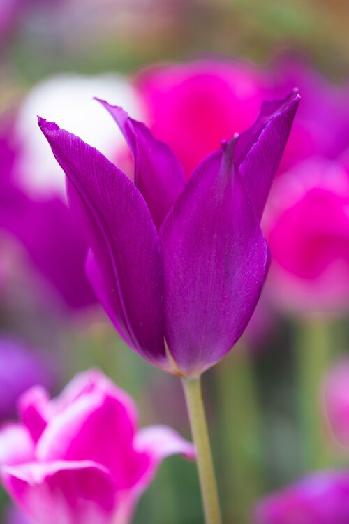 Tulips3.thumb.jpg.4724107b963d3dd10bd9a6911d2913cf.jpg