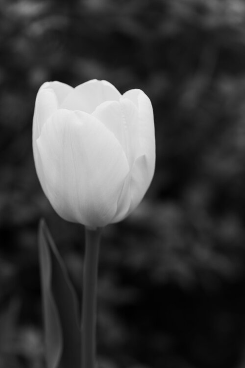 Tulips4.thumb.jpg.5fa464e2e7f529726b488357708f0c9e.jpg