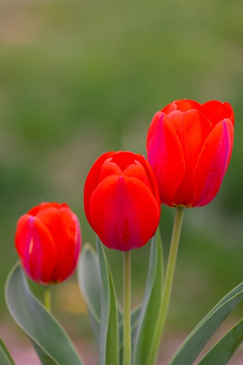 Tulips5.thumb.jpg.6473369021cb7ed5bbd18a6f34fe51d2.jpg