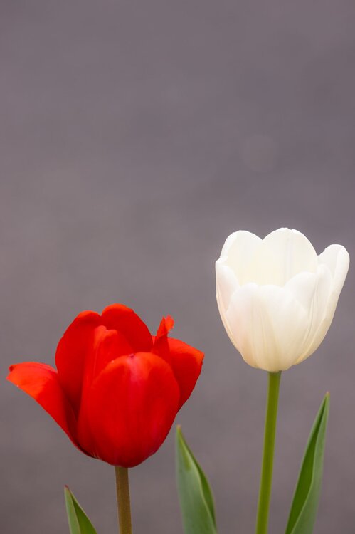 Tulips6.thumb.jpg.44b45cd69dfcf27877b42ed4b3c0bcbe.jpg