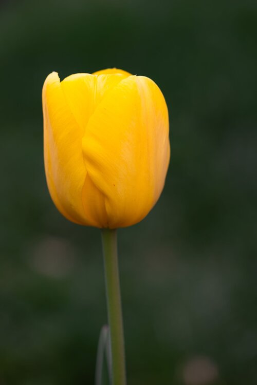 Tulips7.thumb.jpg.58369bae45ba386b08ab9abf9a441705.jpg