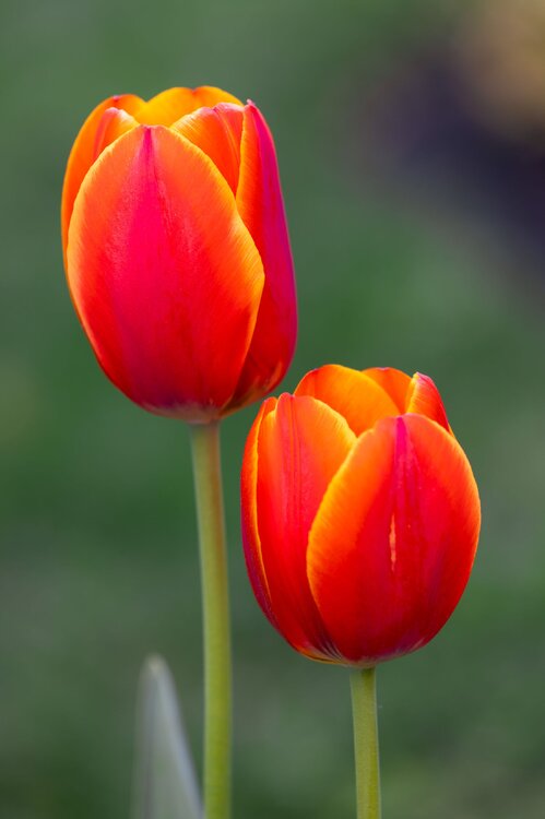 Tulips8.thumb.jpg.a923df4e5e279a76bff4fab9eaec12b6.jpg