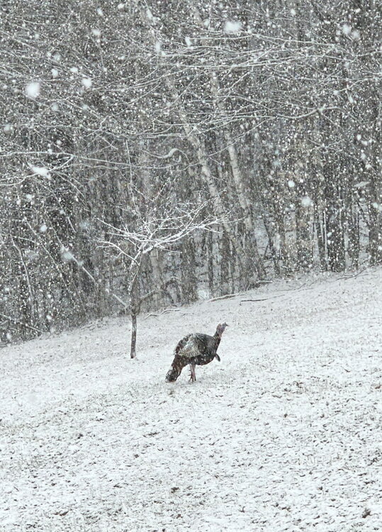 turkeys.jpg