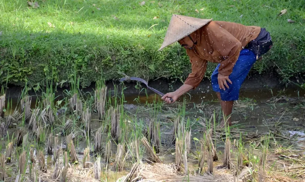 ubud-bali-rice-farmer-sickle.thumb.webp.b337e772e8ae99f83019175780b4bff6.webp