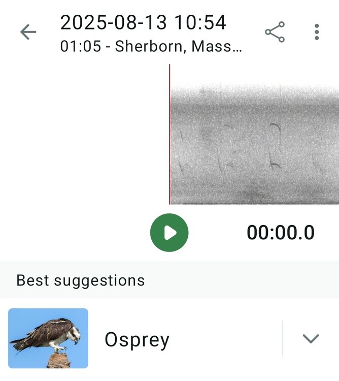 Screenshot_20250813_105833_Merlin Bird ID.jpg