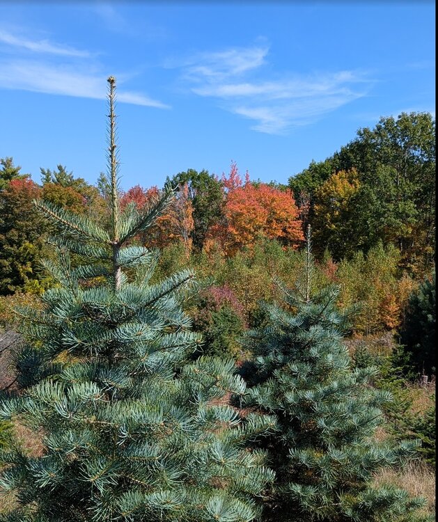 2025-09-27 concolor and fall color.jpg