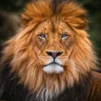 tiger_deF